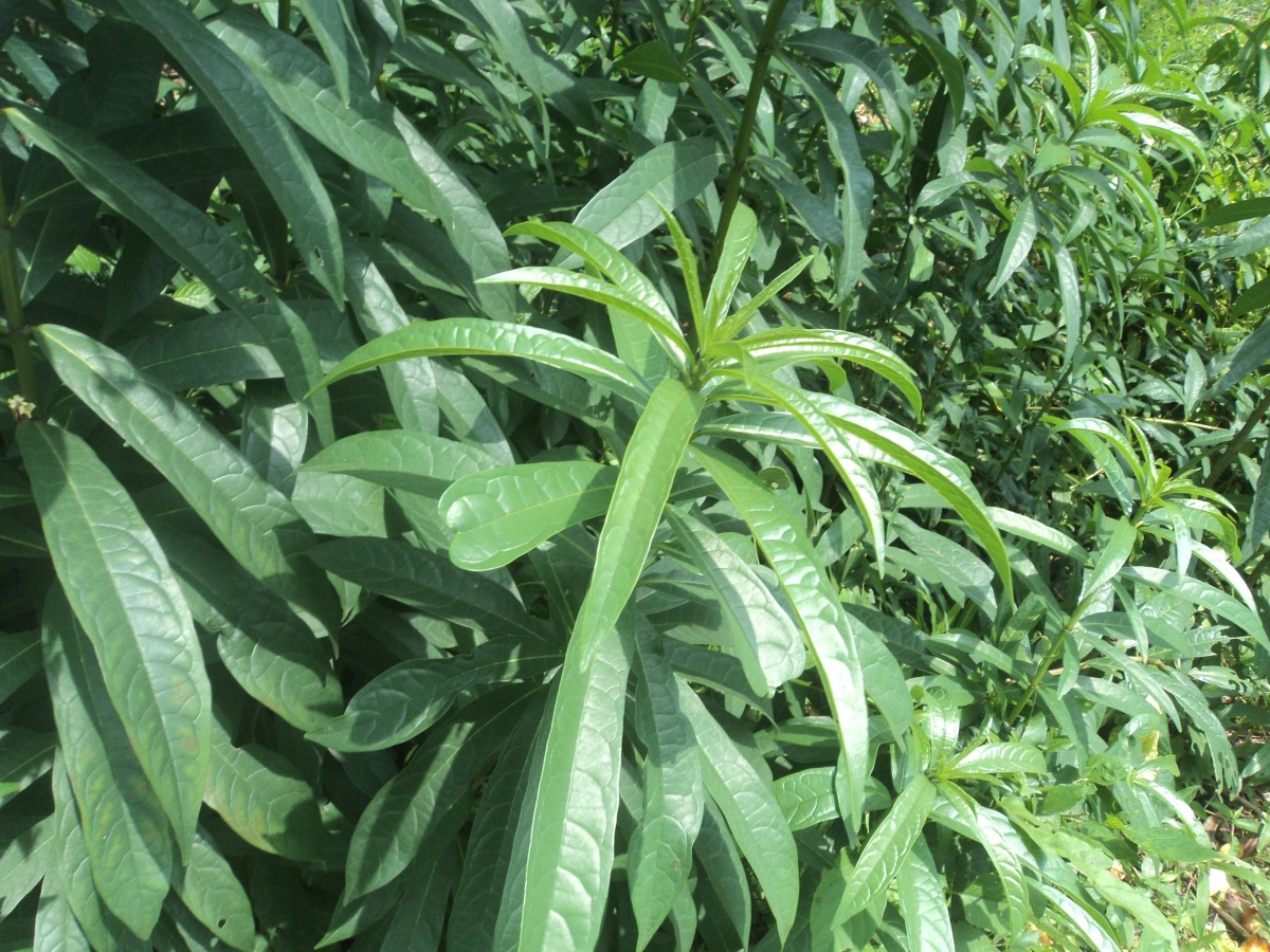 Clerodendrum indicum (L.) Kuntze